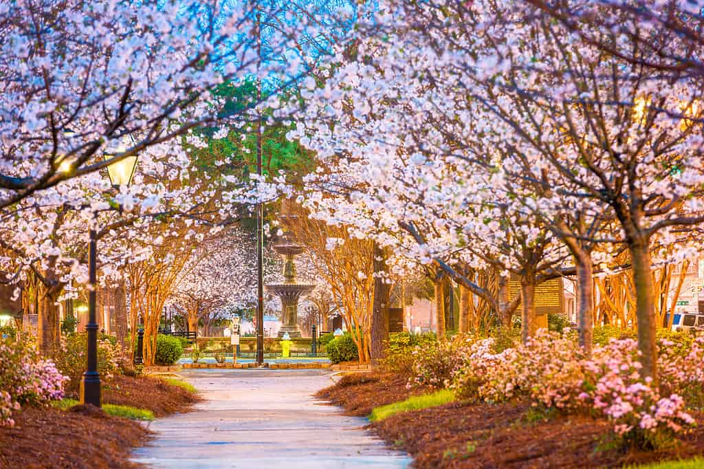 Macon, in Georgia, è la capitale mondiale non ufficiale dei fiori di ciliegio.