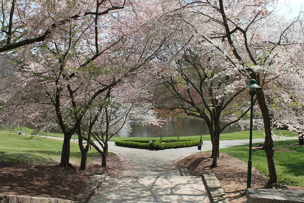 Passerella coperta da alberi di ciliegio, Lenox Park, Atlanta, Georgia