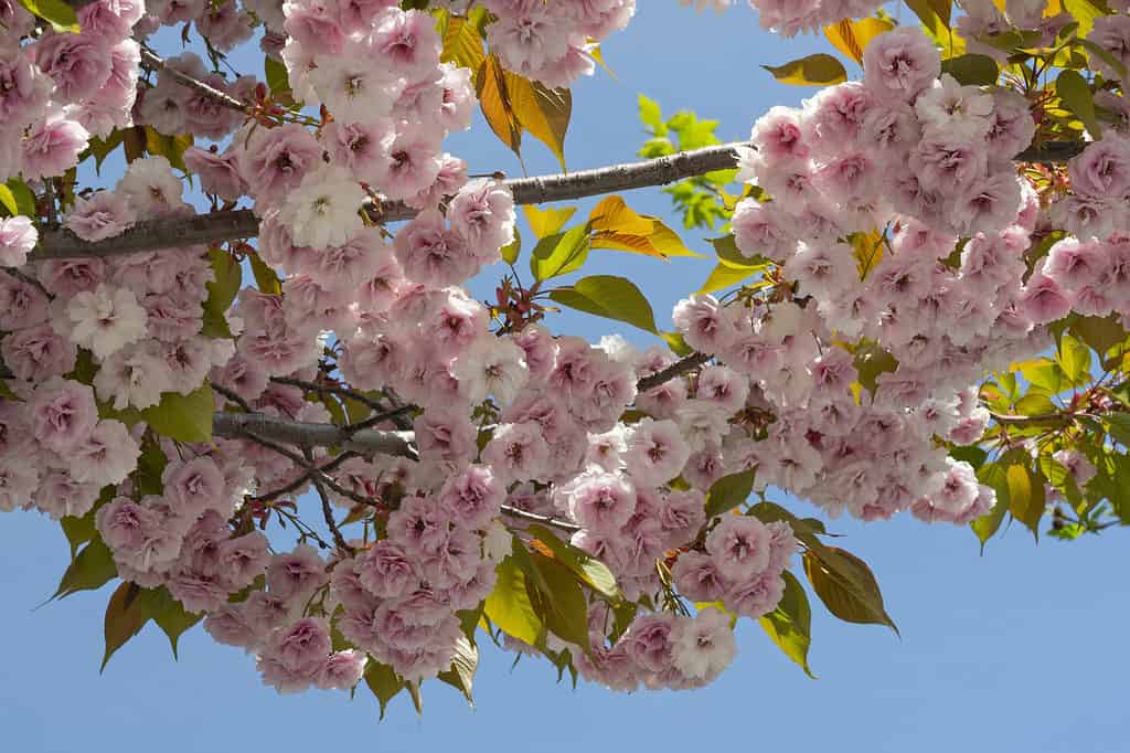 Fiori di ciliegio contro un cielo di primavera blu