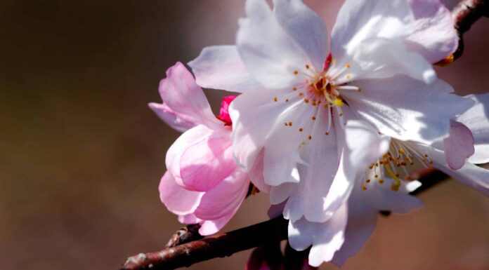 Fiori di ciliegio in Georgia: quando fioriscono e dove vederli

