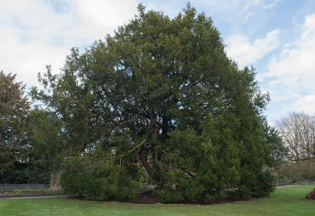 Albero di tasso inglese - Taxus baccata