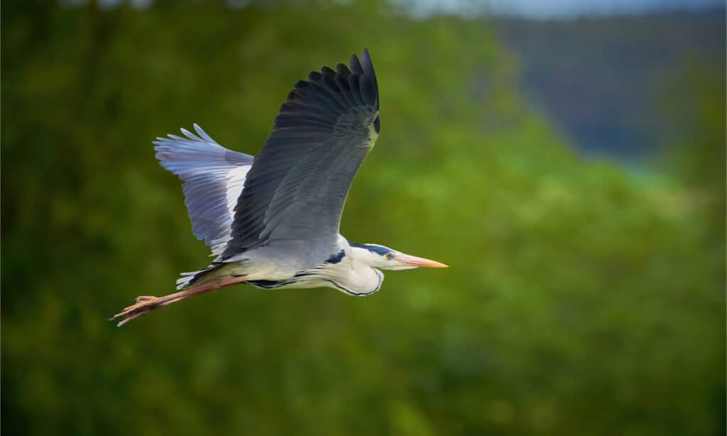 Airone cenerino in volo