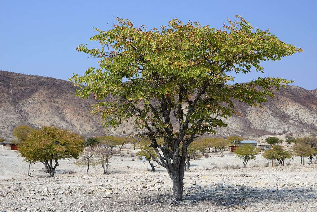 Albero delle farfalle, Colophospermum mopane