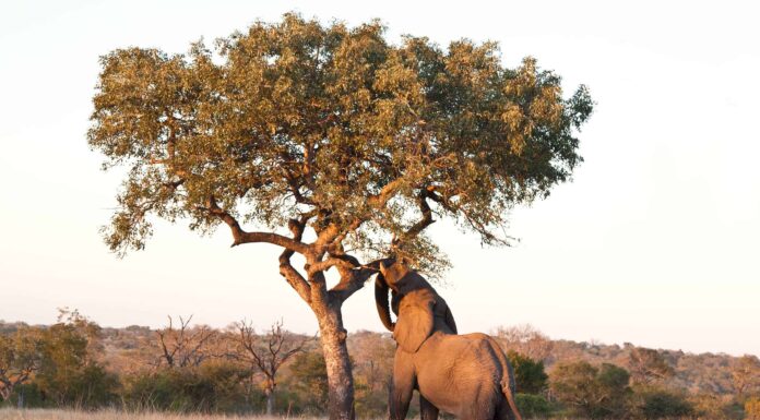 9 incredibili alberi originari del Sudafrica
