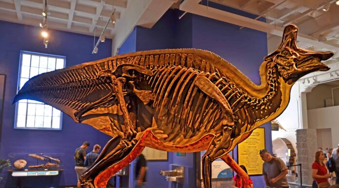 7 dinosauri che vivevano in California (e dove vedere i fossili oggi)
