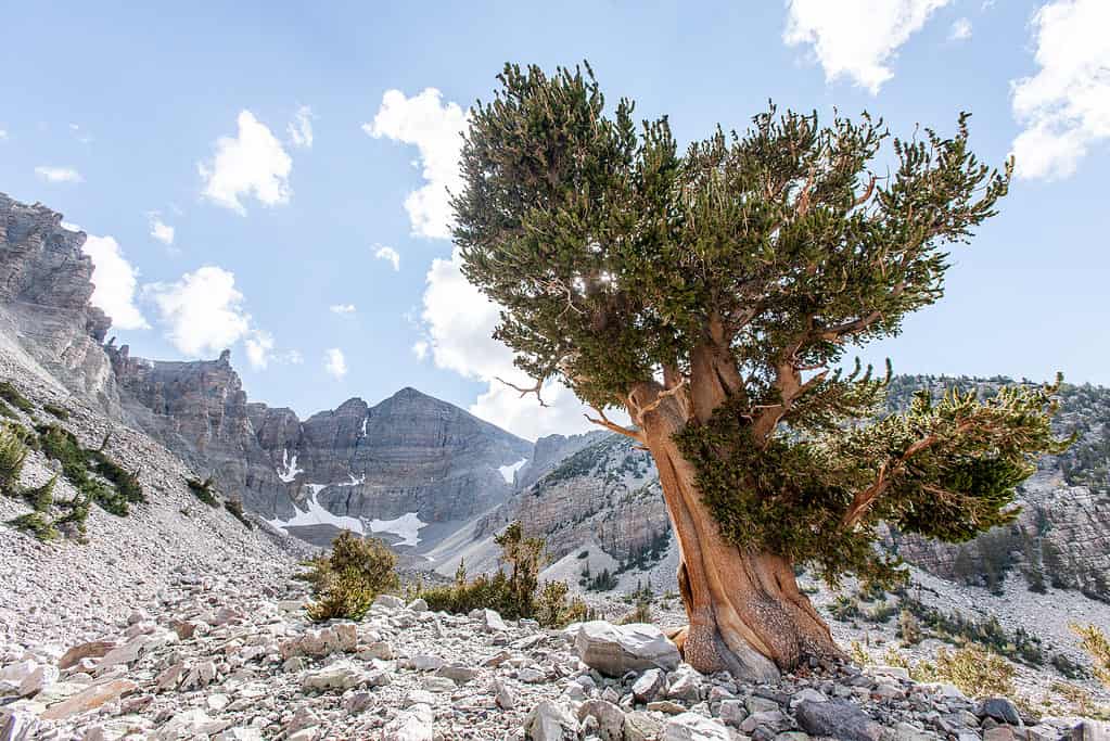 Paesaggio al Parco Nazionale Great Basin, Nevada.  L'immagine orizzontale mostra una vista panoramica di Wheeler Peak.  Un grande albero di pino Bristlecone in primo piano.  Un cielo nuvoloso blu sopra.