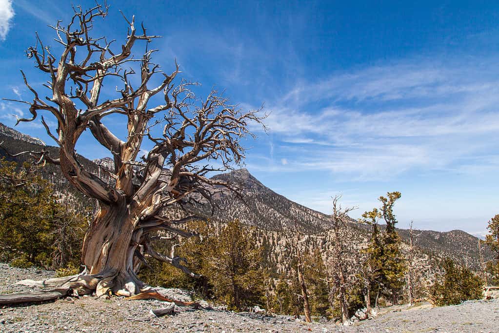 I Bristlecone Pines che crescono nelle Spring Mountains sono alcuni degli alberi più antichi della terra.