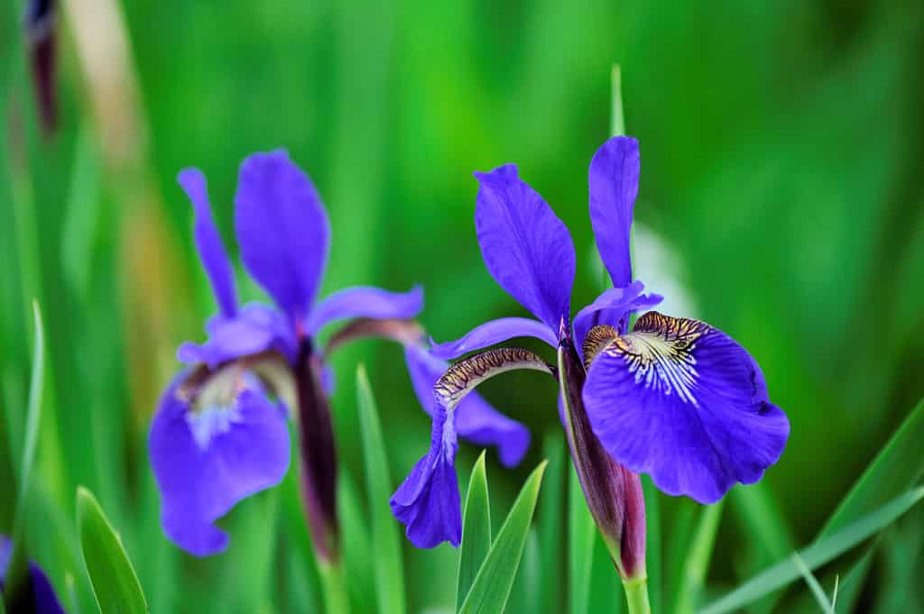 Iris Bandiera Blu