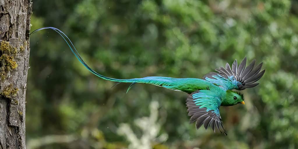 Maschio splendente quetzal volante