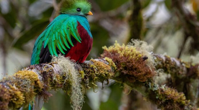 Quetzal splendente: uccello nazionale del Guatemala
