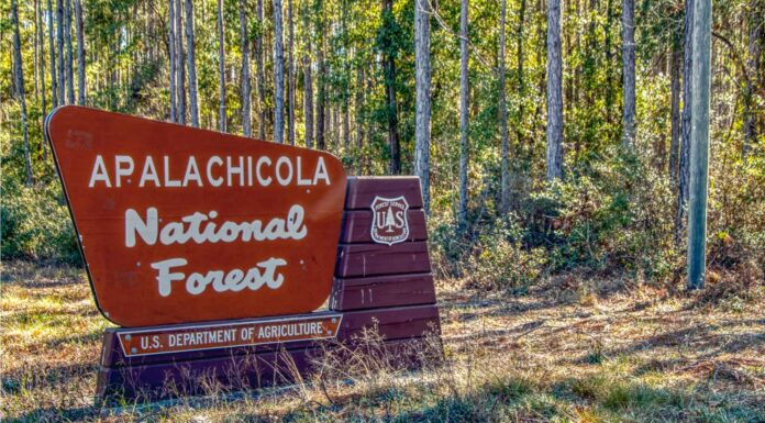 Apalachicola National Forest