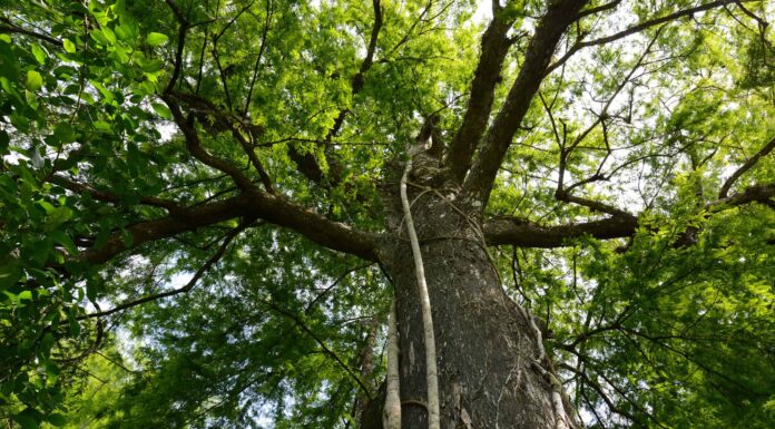 Scopri l'albero più antico della Florida
