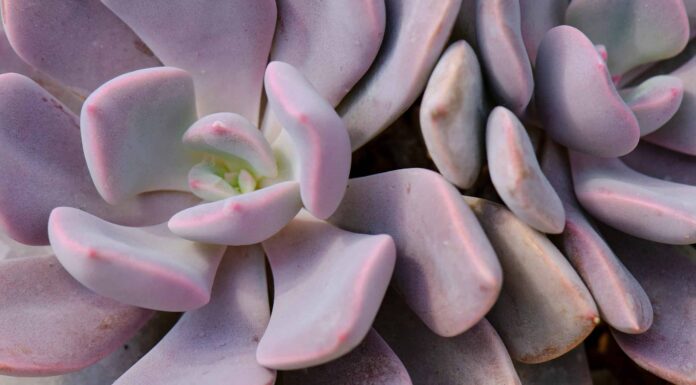 10 tipi di piante grasse viola
