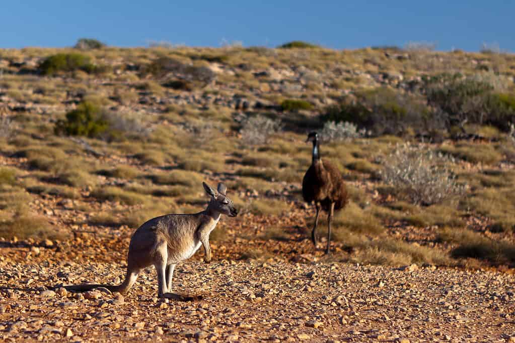 Un emù e un canguro insieme in Australia