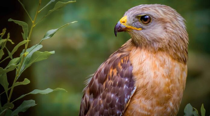 Simbolismo e significato degli animali dello spirito del falco
