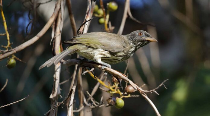 Il Palmchat: uccello nazionale della Repubblica Dominicana
