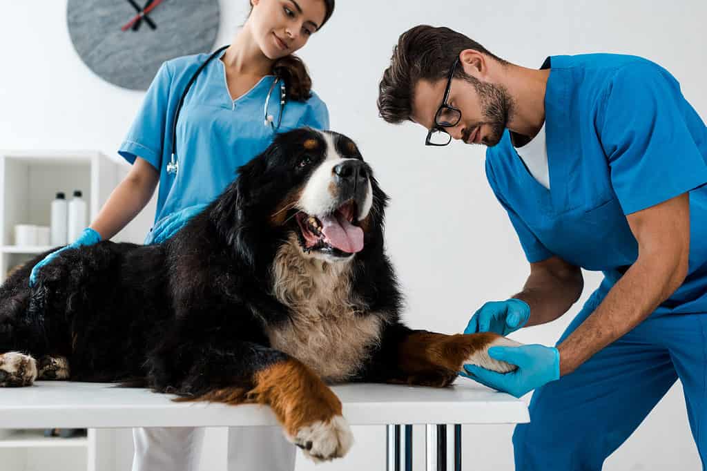 Cane da montagna bernese esaminato dal veterinario