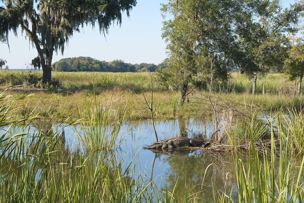 Una vista con alligatore addormentato al Savannah National Wildlife Refuge in South Carolina.