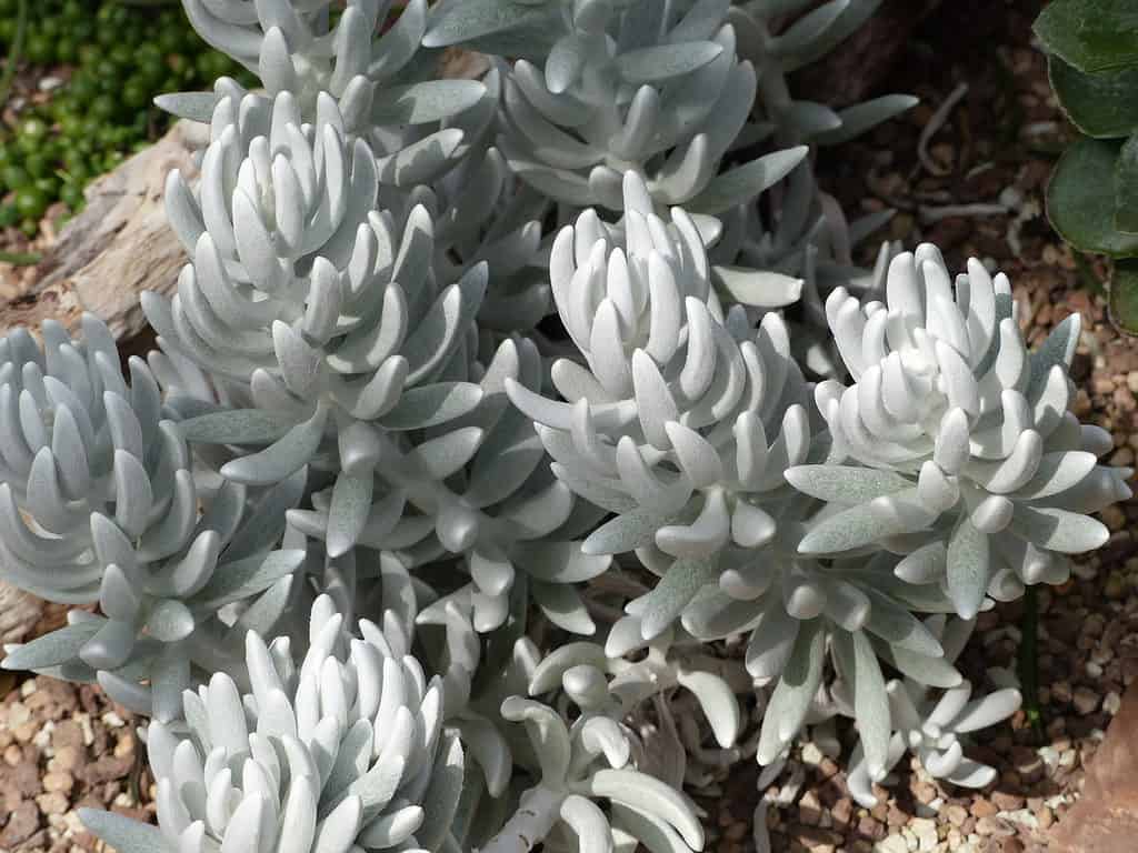 Il Senecio haworthii noto anche come Woolly senecio è un arbusto nano perenne del genere Senecio che cresce in Sud Africa solitamente tra le altitudini di 900 e 1200 metri.