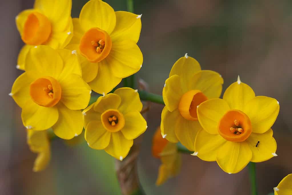 Narcisi giunchiglia gialli e arancioni