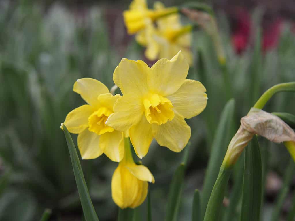 'Pipit' giunchiglia narciso