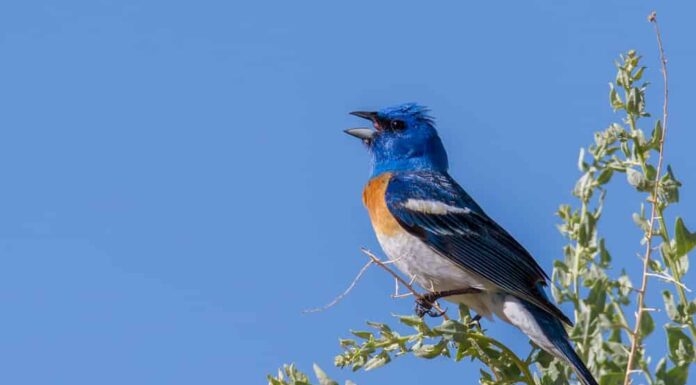 Tipi di uccelli blu e arancioni
