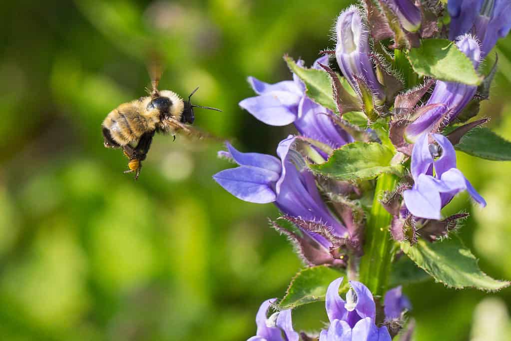 Golden Northern Bumble Bee, Bombus fervidus, in volo