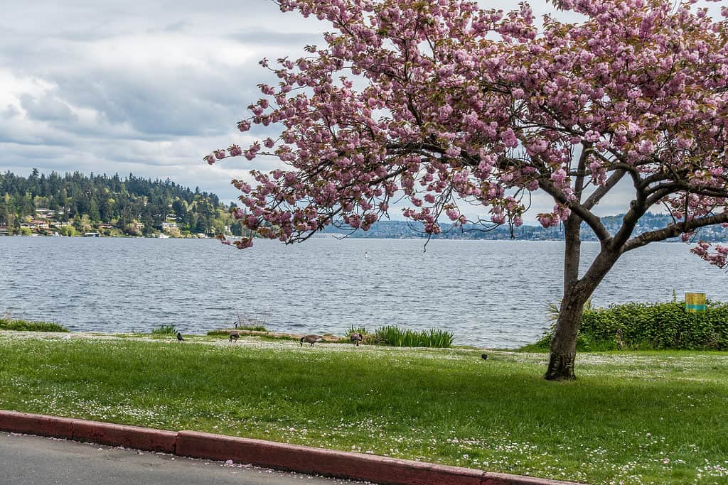 Una vista del lago Washington da Seward Park a Seattle, Washington.  Un ciliegio con fiori rosa incornicia il lago e le oche canadesi sul prato.