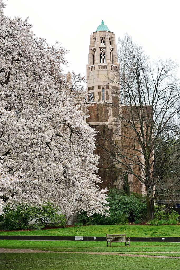 Aula magna e panchina del campus, Università di Washington, fiori di ciliegio