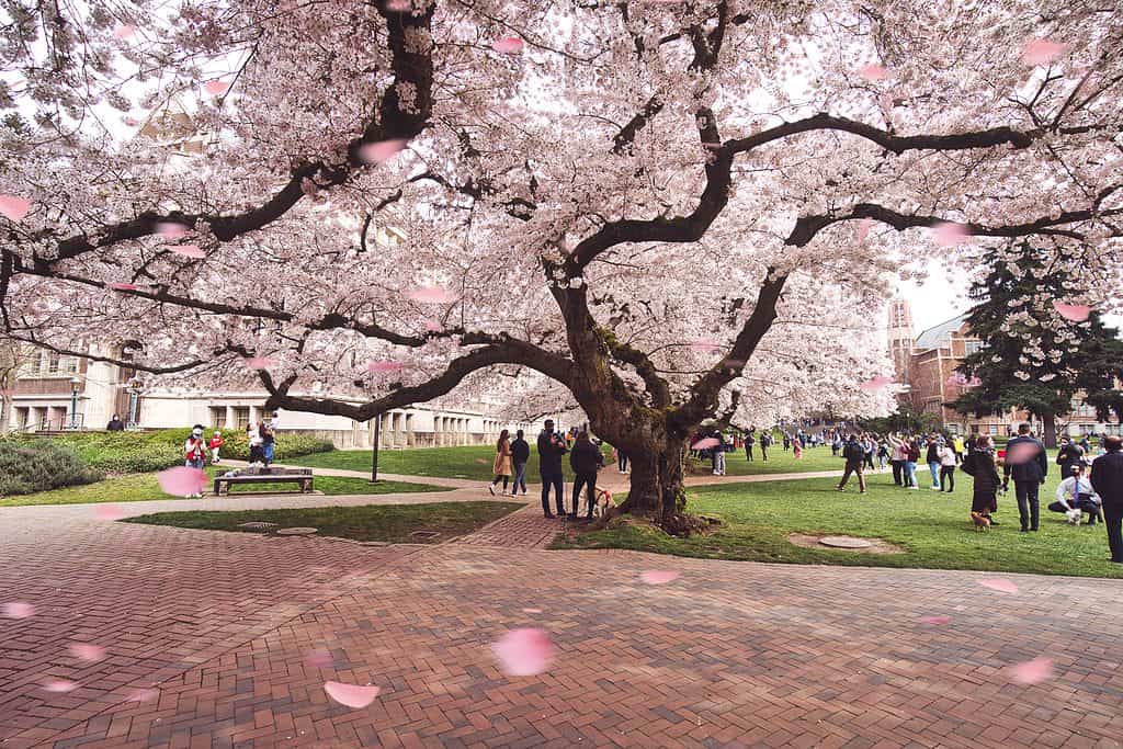   Una magnifica foto dell'albero dei fiori di ciliegio all'Università di Washington a Seattle