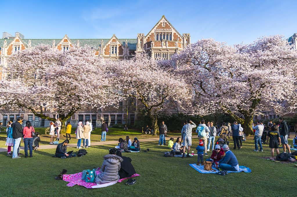 Università di Washington, Seattle, Washington, USA.  04-03-2017: fiore di ciliegio in fiore nel giardino affollato.
