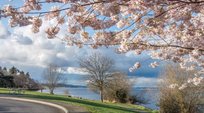Fiori di ciliegio nello stato di Washington: quando fioriscono e dove vederli
