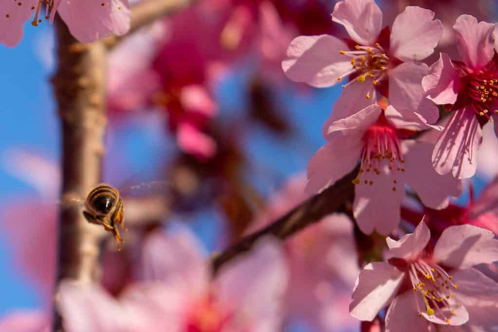 Le persone e gli impollinatori adorano i fiori di ciliegio primaverili nella Carolina del Sud!