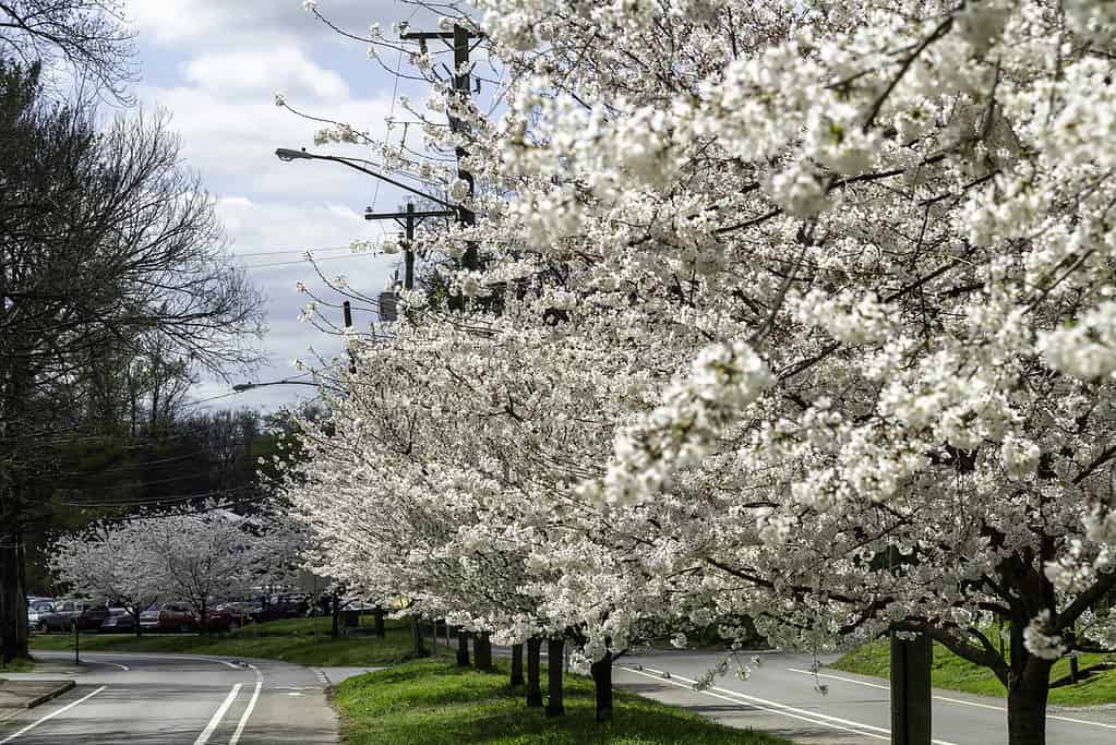 Nashville, Tennessee, USA: Ciliegi in fiore lungo Riverside Drive.
