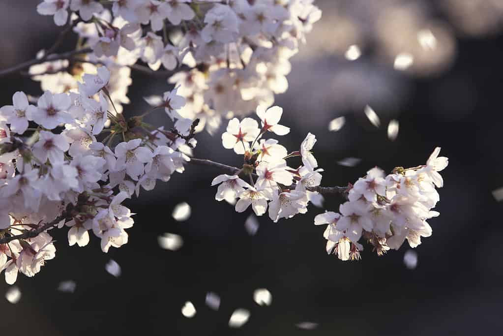 I fiori di ciliegio iniziano a volare via pochi giorni dopo la fioritura.