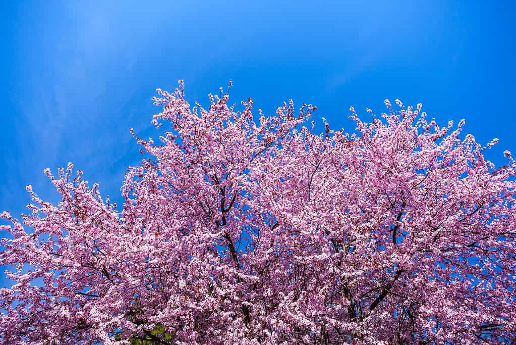 Primavera rosa fiori di ciliegio con cielo blu sullo sfondo.