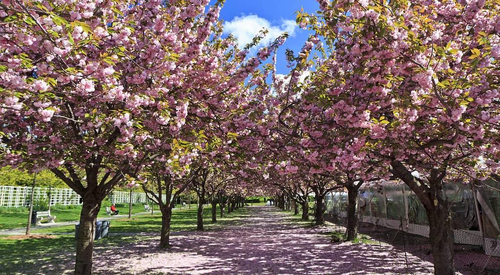 Due file di ciliegi in fiore presso i giardini botanici di Brooklyn a Brooklyn, New York.
