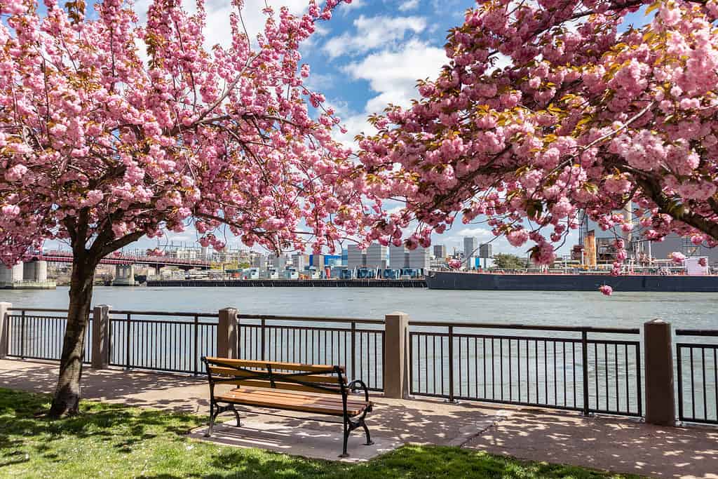 Una panca di legno vuota con bellissimi alberi di ciliegio rosa in fiore lungo l'East River durante la primavera sull'isola di Roosevelt di New York City con una vista di una centrale elettrica sullo sfondo