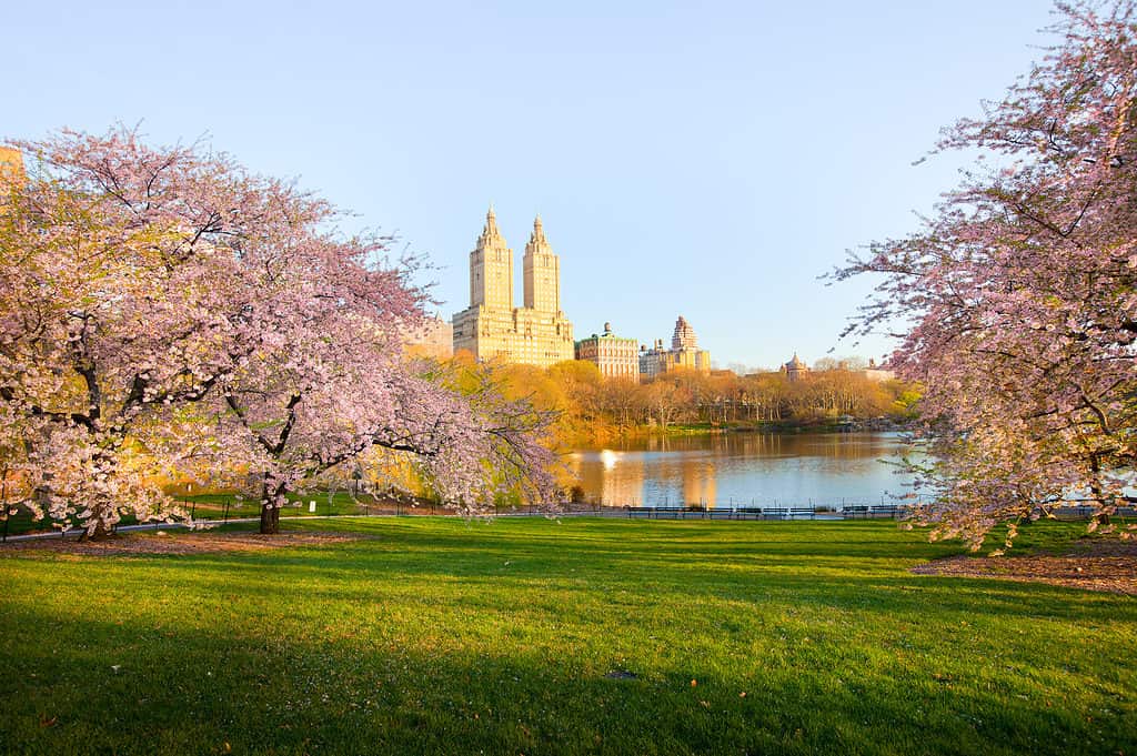 Fiore di ciliegio presso il lago di Central Park e skyline di edifici a Manhattan, New York City, NY, Stati Uniti