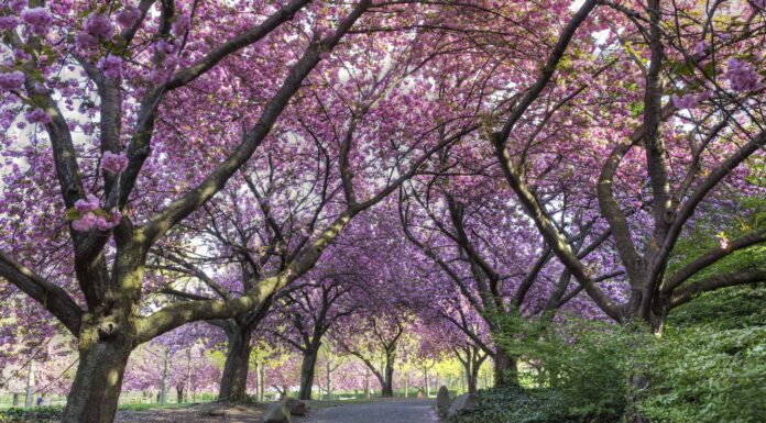 Fiori di ciliegio a New York: quando fioriscono e dove vederli
