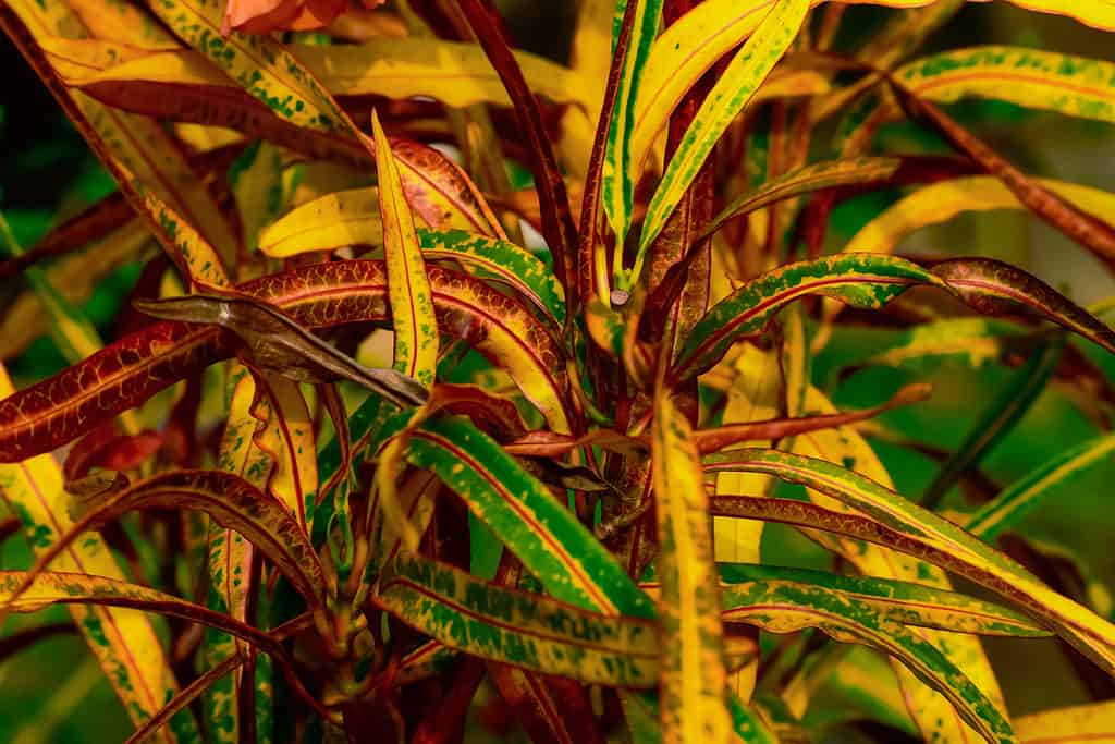 Un primo piano del croton di zanzibar, una varietà di Codiaeum variegatum