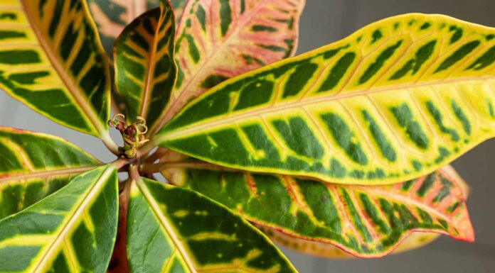 9 varietà di Croton: tipi di piante da appartamento popolari e rare
