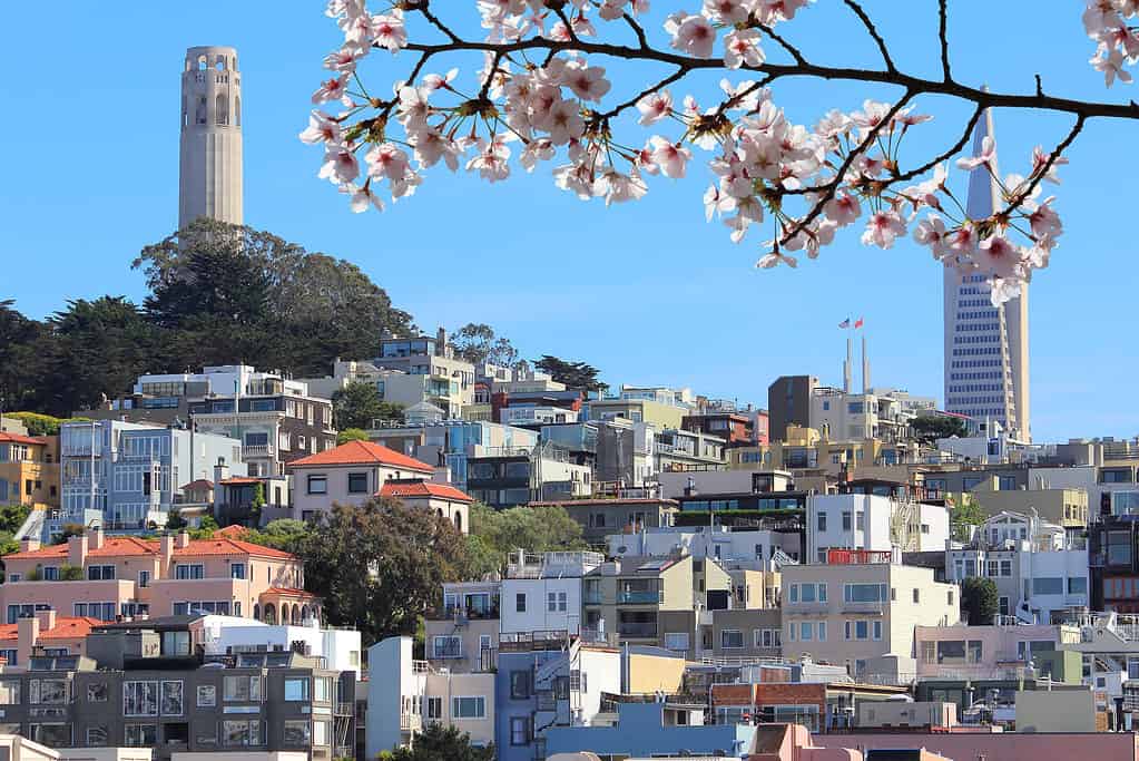 San Francisco, California, Stati Uniti - skyline della città con Telegraph Hill.  Fiori di ciliegio primaverili.