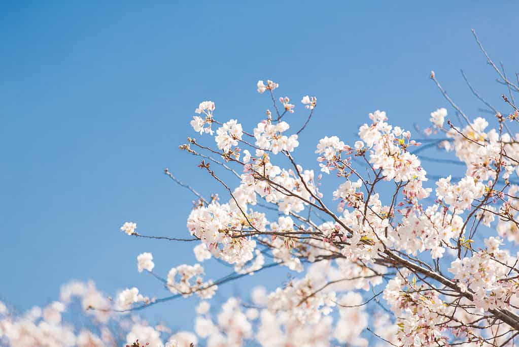 Sakura sboccia dalla SF Japantown durante il Cherry Blossom Festival