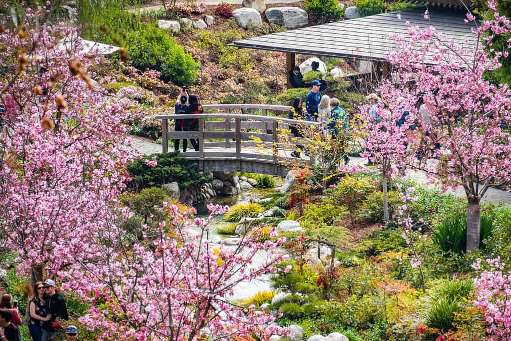 19 marzo 2019 San Diego / CA / STATI UNITI D'AMERICA - Paesaggio nel giardino dell'amicizia giapponese durante il Cherry Blossom Festival nel Balboa Park