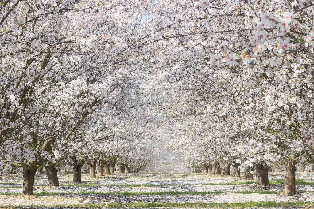 Bianchi alberi di ciliegio in piena fioritura a Fresno, in California.