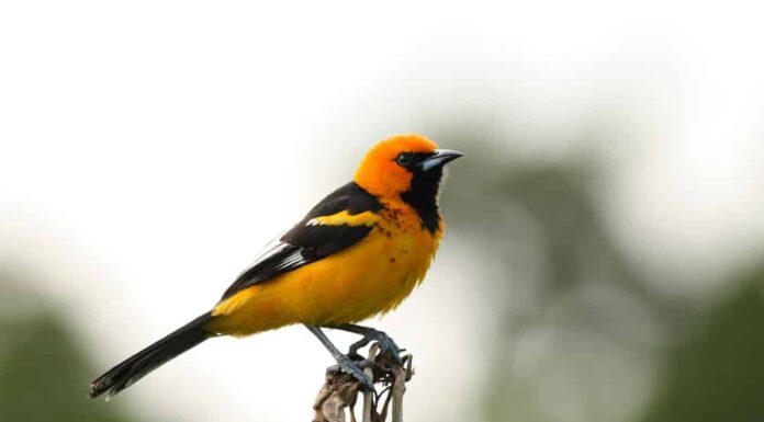 11 uccelli che sembrano rigogoli (e come individuare la differenza)
