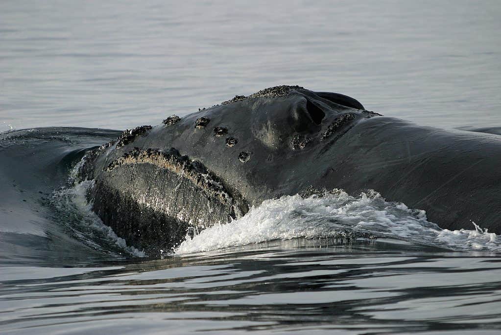 Balena franca del Pacifico settentrionale