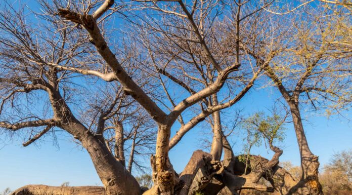 8 incredibili alberi originari della Namibia

