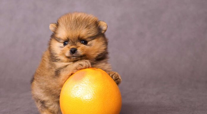  I cani possono mangiare il pompelmo?  Cosa sapere
